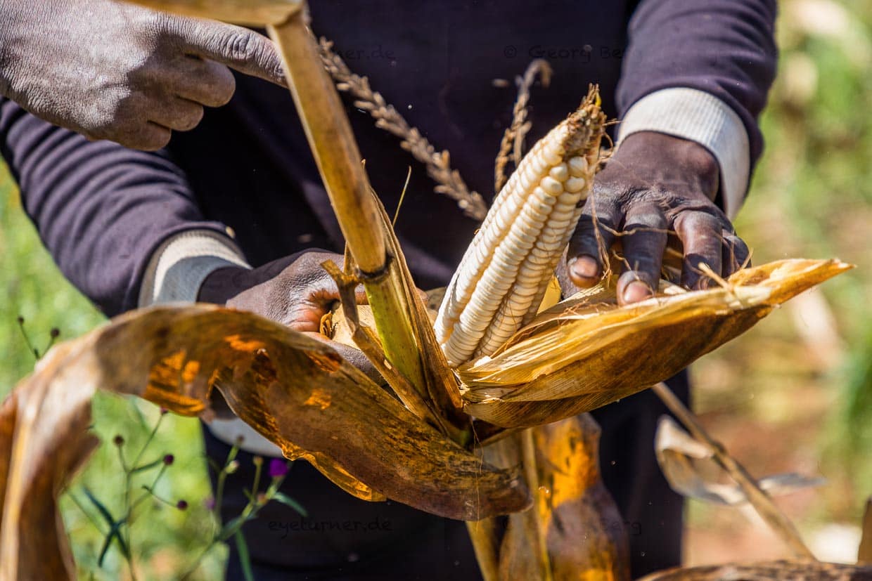 White corn is harvested by hand. The corn is milled into cornmeal, which is used to prepare the national dish nzima / © Photo: Georg Berg