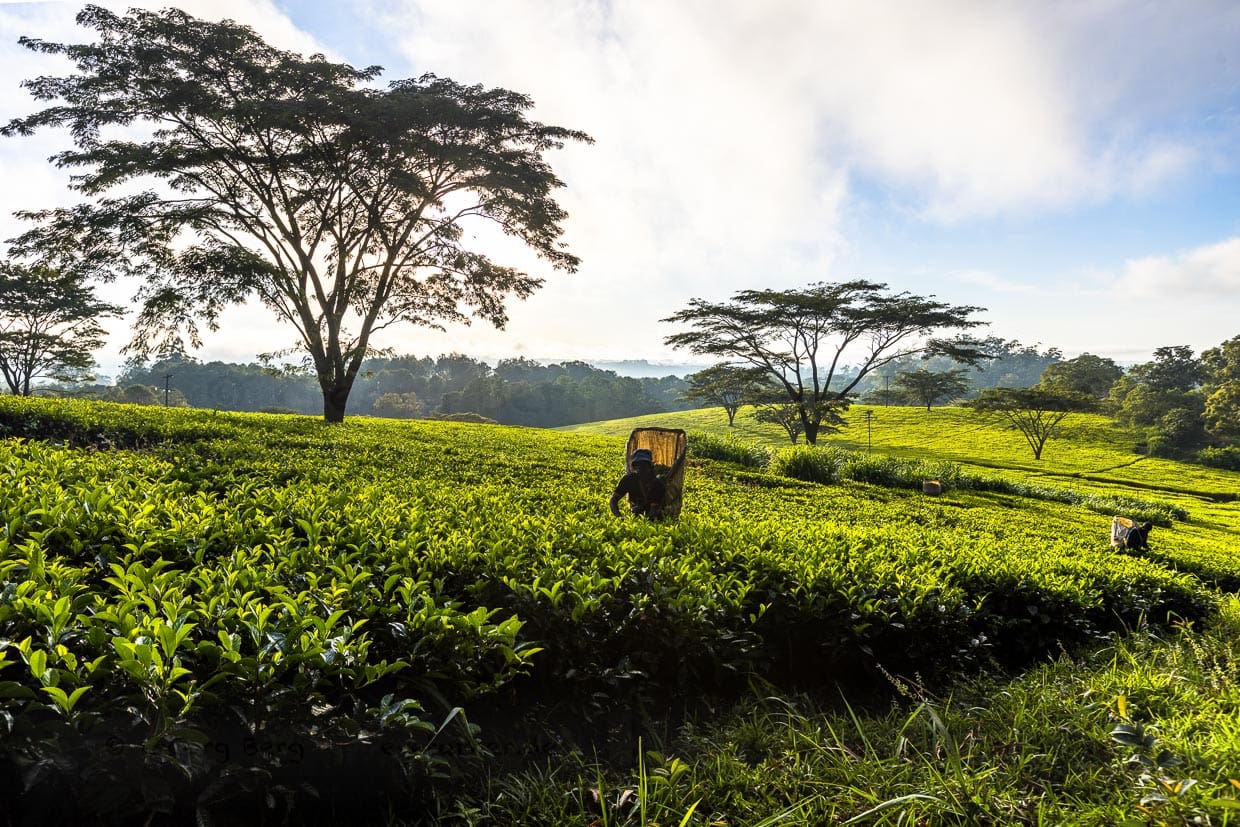 Morning atmosphere at Satemwa Estate, Thyolo. Tea pickers with their pots for collecting tea leaves at work / © Photo: Georg Berg