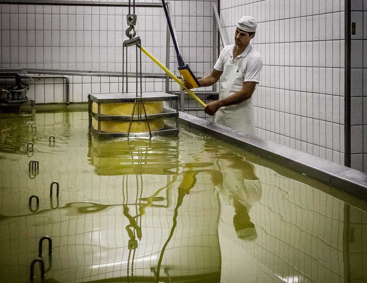 Versenkt im Salzbad. Meister Käser Greiner weiß genau, wo die 45 Käselaibe liegen und welche als nächstes wieder gehoben werden müssen / © Foto: Georg Berg