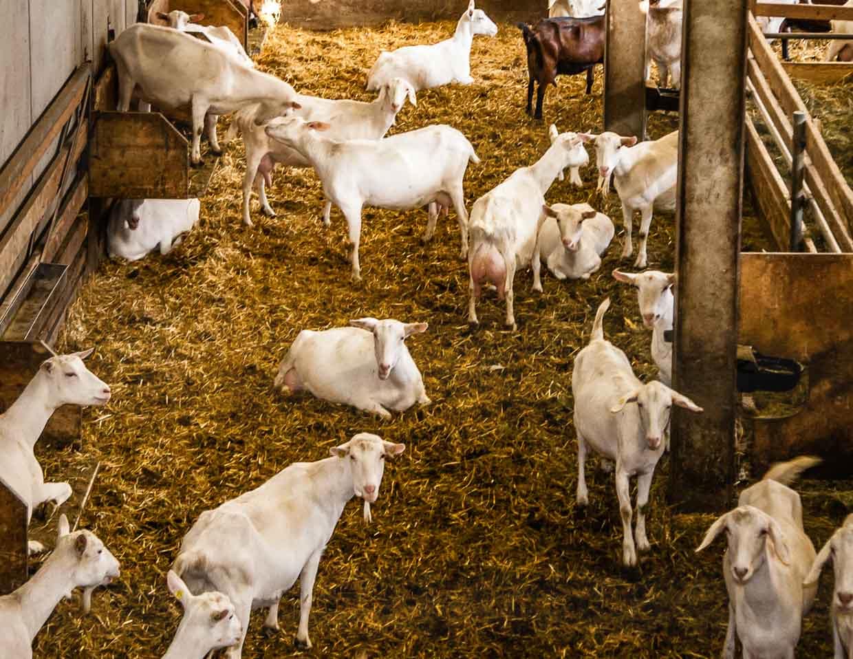 Schluss mit dem Gezicke! Unter Ziegen finden jeden Tag Rangordnungskämpfe statt. Erhöhte Boxen bringen etwas Ruhe in die Ziegen Population / © Foto: Georg Berg