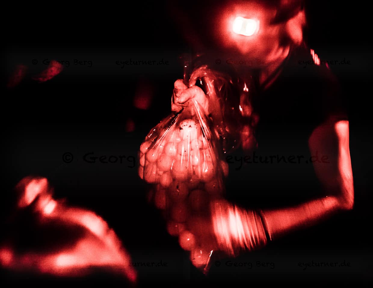 Geschafft. 82 Tischtennisball-große Eier sind im Sack. Sie wiegen 8 kg und müssen nur noch vorsichtig zur Hatchery getragen werden / © Foto: Georg Berg