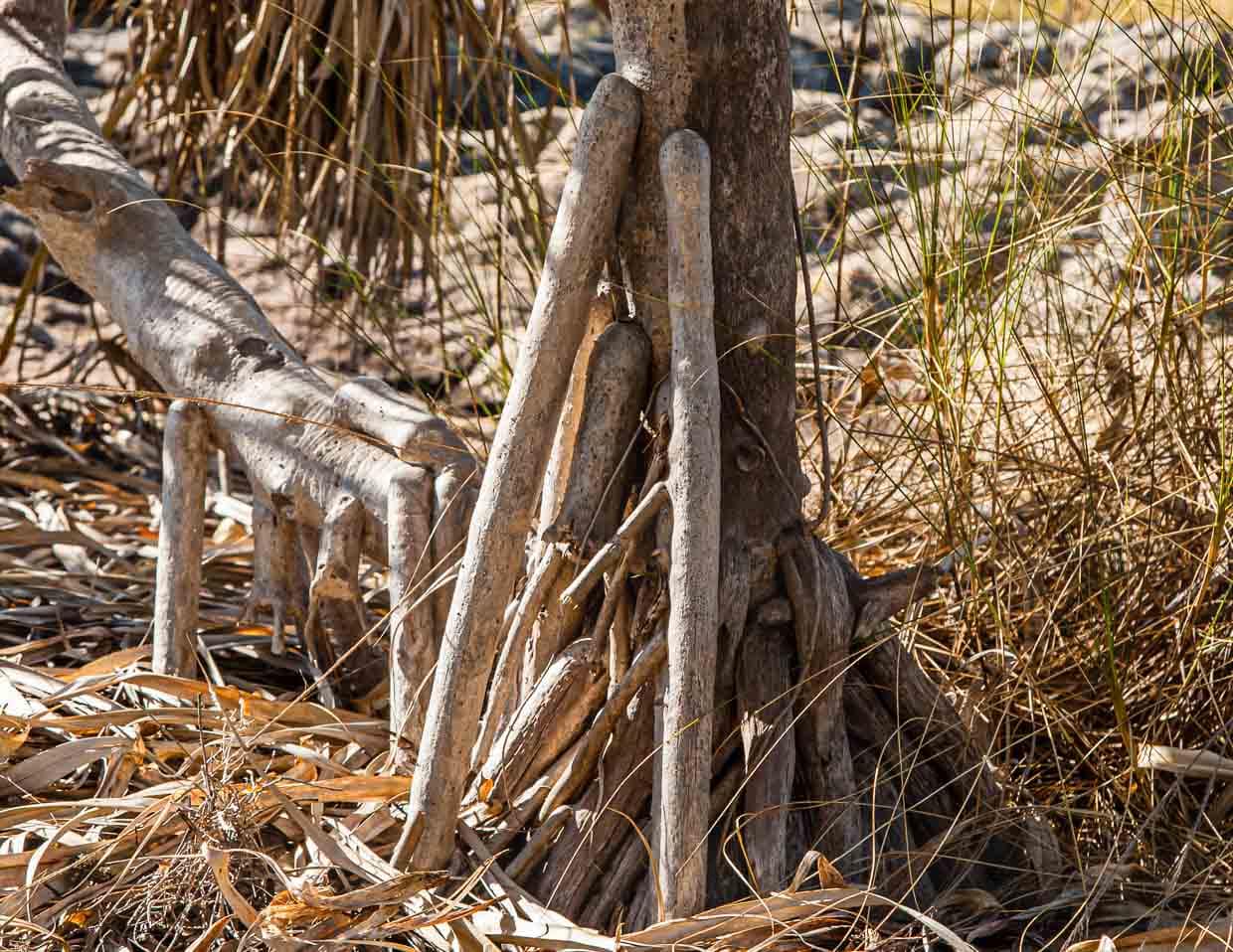 Mit den Luftwurzeln einer Schraubenpalme können die Aborigines viel anfangen / © Foto: Georg Berg