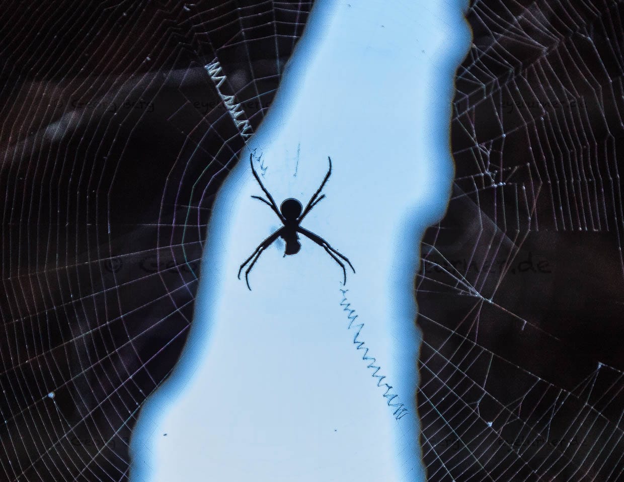 Die Andreaskreuz-Spinne hat ihr Netz mit spiraligen Fäden verstärkt / © Foto: Georg Berg