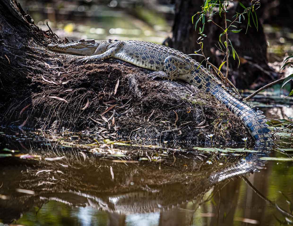 Der Frieden täuscht, obwohl man sie sogar aus der Nähe nicht sofort erkennt; Salzwasserkrokodile können blitzschnell attackieren / © Foto: Georg Berg