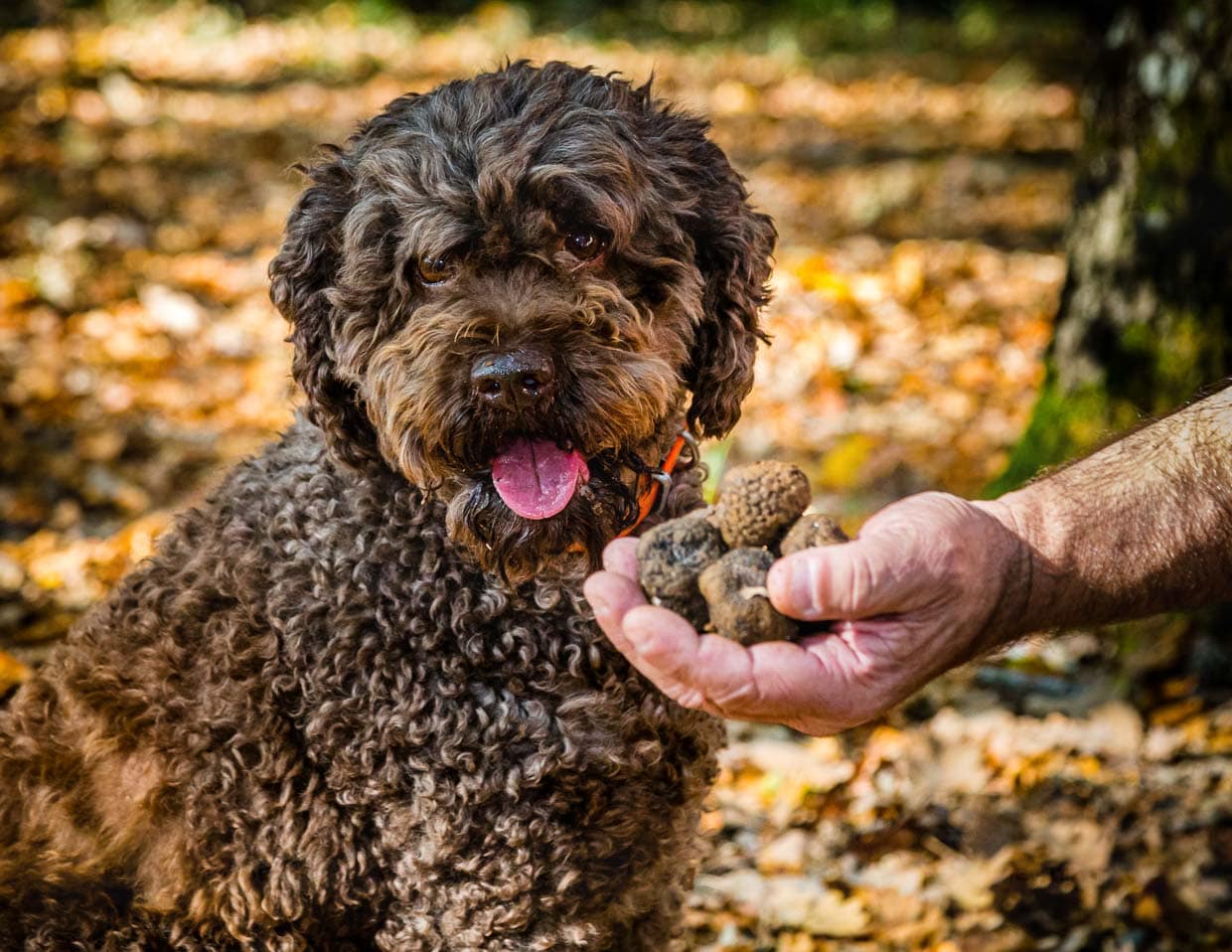Trüffeldame Elfe ist 9 Jahre alt. In der Ausbildung werden die Hunde auf den Geruch der reifen Trüffel geschult. Die Hunde können Trüffel in einer Tiefe von 10 bis 12 Zentimeter anzeigen / © Foto: Georg Berg