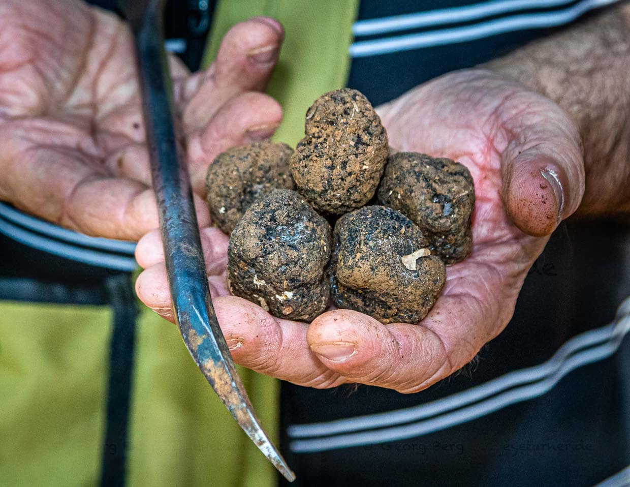 200 Trüffelarten gibt es weltweit. Eine davon: Tuber uncinatum, der Burgundertrüffel. Thierry Bezieux hat sich ein spezielles Werkzeug anfertigen lassen. Es hat die Form einer Hundepfote. Die letzten Zentimeter gräbt der Trüffelexperte lieber selber – denn seine Hunde wissen den Trüffel als Snack zwischendurch zu schätzen / © Foto: Georg Berg