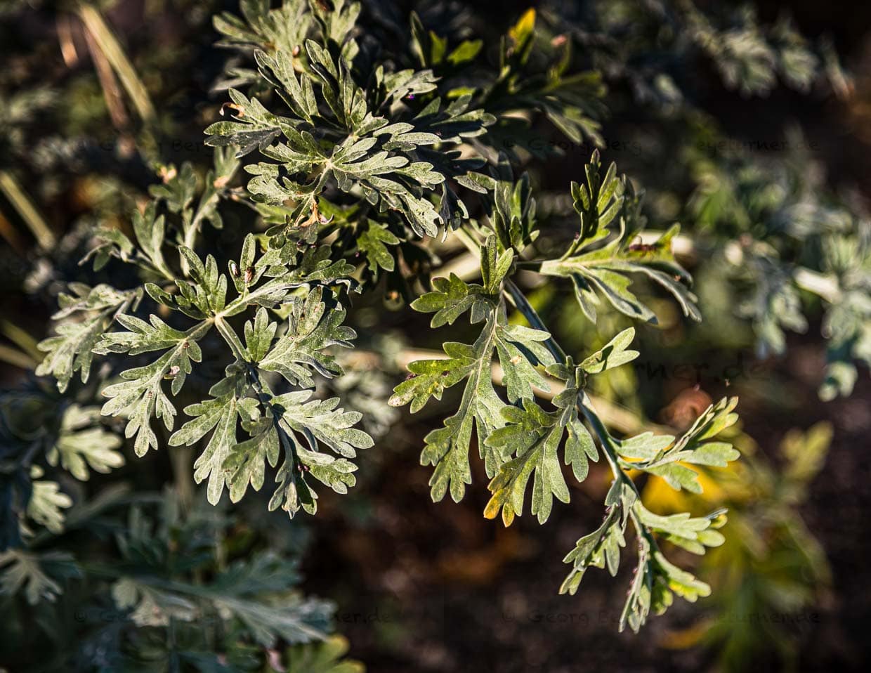 Im Val de Travers gedeiht Wermut besonders gut. Wermut, Anis und Fenchel machen den typischen Geschmack von Absinth aus. Die grüne Farbe kommt vom Chlorophyll des Wermuts sowie von anderen verwendeten Kräutern wie Ysop und Zitronenmelisse / © Foto: Georg Berg