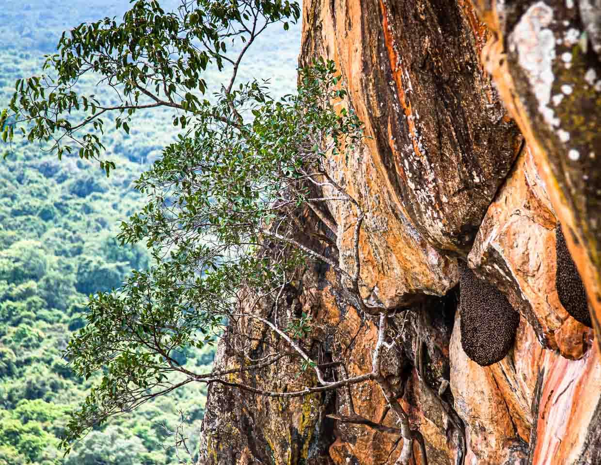 An der steilsten Stelle der Felsenfestung Sigiriya haben wilde Bienen ihr Nest gebaut / © Foto: Georg Berg