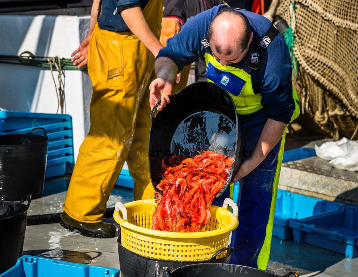 Tiefrot sind diese Gambas, die nun auf dem direkten Weg vom Trawler in die Auktion gehen. Sie werden im 2.000 Meter tiefen Canyon direkt vor Palamós gefischt. Katalanische Fischauktion in Palamós / © Foto: Georg Berg