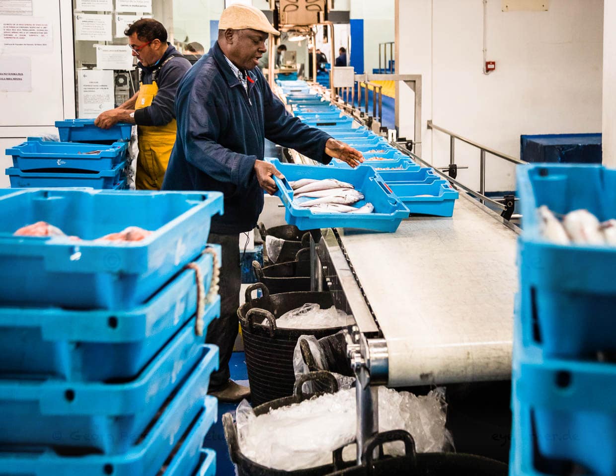 Ab auf das Band. Die Kiste ist mit den Namen des Fischerbootes und der Angabe der Fischsorte und des Fanggebietes ausgezeichnet / © Foto: Georg Berg