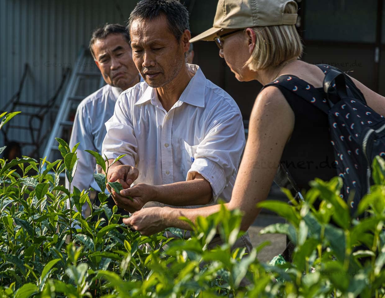 Die Ernte bei den Uchinos findet im Mai statt. Vier Familienmitglieder und 30 Arbeiter machen sich dann ans Werk. Gepflückt werden die obersten drei Blätter, nicht mehr. Sie werden ganz kurz bedampft, getrocknet und der Größe nach sortiert / © Foto: Georg Berg
