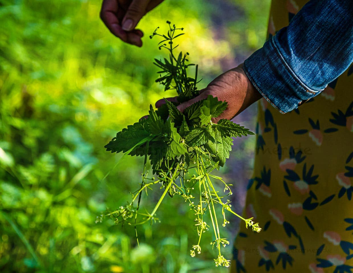 Elisabeth Zintl mit einem Handstrauß voller Wildkräuter. Das Gepflückte wandert wenig später in einen grünen Smoothie / © Foto: Georg Berg