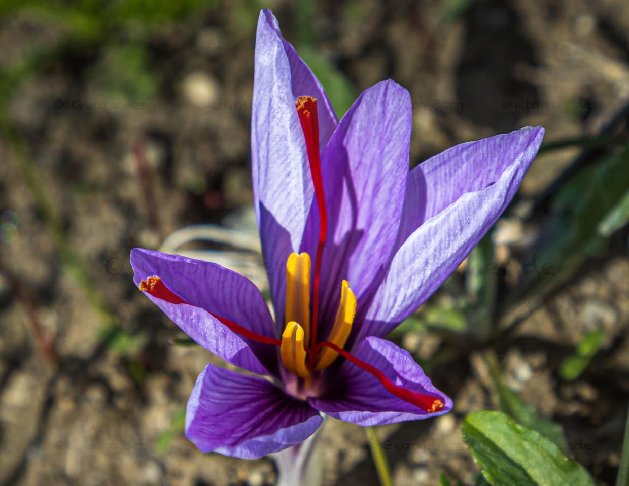 Crocus sativus. Über Nacht erscheint die Safranblüte und entfaltet sich am Tag. Die drei roten Narbenfäden sind das begehrte Safrangewürz / © Foto: Georg Berg