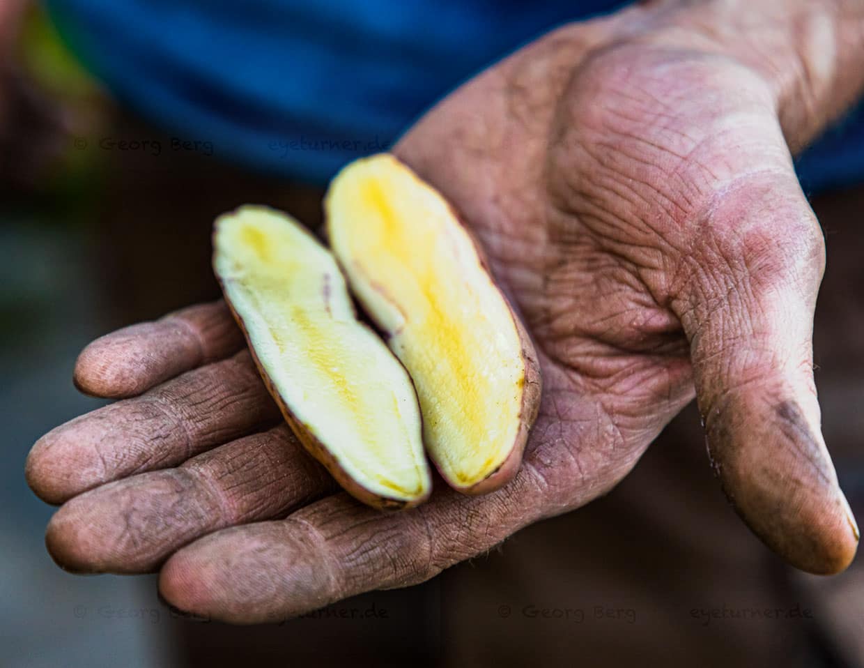 Die Kartoffelsorte Bamberger Hörnla ist länglich und leicht gekrümmt. Sie kann ihre Abstammung von alten südamerikanischen Kartoffelsorten nicht verheimlichen. Geschätzt wird sie wegen des nussigen Geschmacks / © Foto: Georg Berg