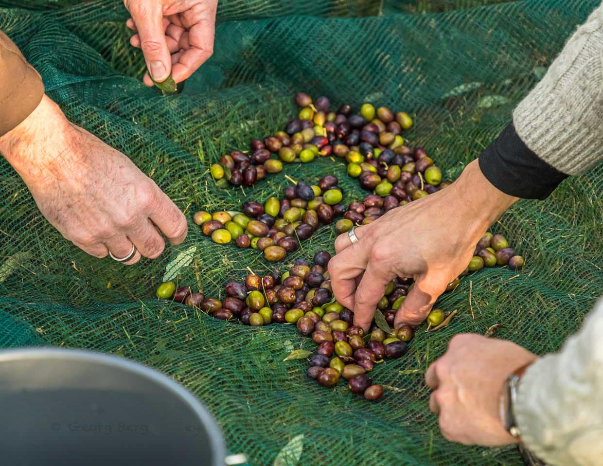 Das Ernteergebnis hat 2020 alle Erwartungen übertroffen. 2019 wurde die gesamte Ernte von 75 kg noch eingelegt und somit zu Tafeloliven. 2020 soll das erste Mal auch Öl aus der Ernte entstehen / © Foto: Georg Berg
