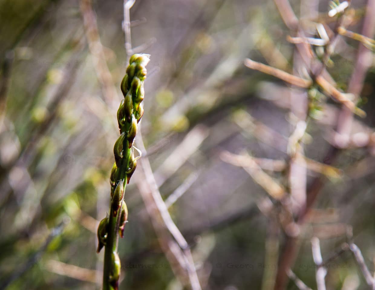 Junger Trieb von Wildem Spargel tritt aus dem Holz der alten Pflanze heraus. Das trockene Gestrüpp ist für das geschulte Auge der Anzeiger für den wervollen Fund von frischen Spargeltrieben / © Foto: Georg Berg