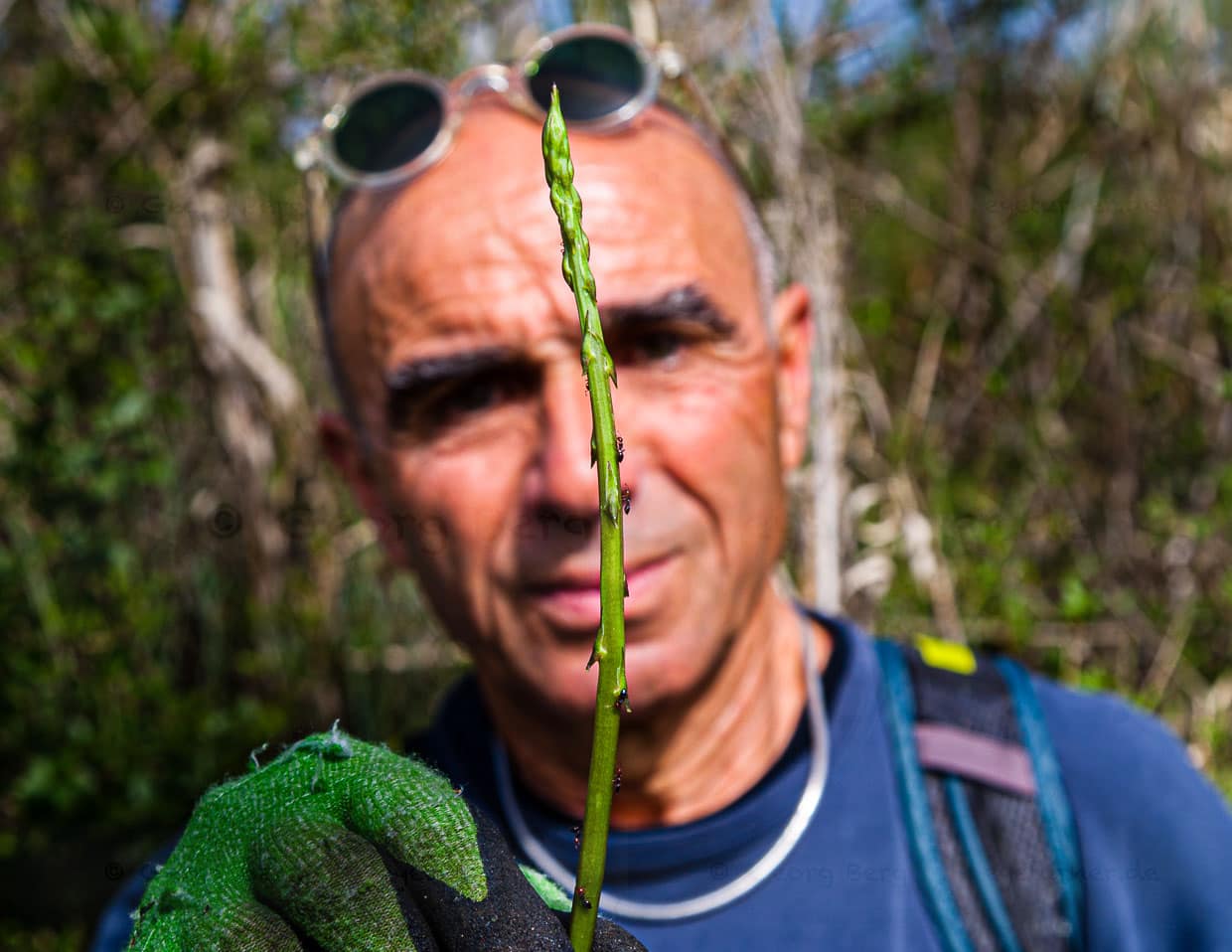 Junger Spargeltrieb mit umtriebigen Spargelsucher. Die Saison ist kurz, so dass sich Giulio im Herbst auf Trüffel spezialisiert hat / © Foto: Georg Berg