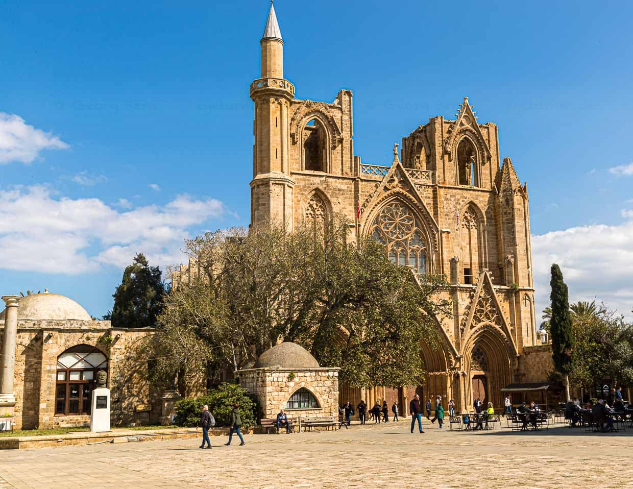 Baum vor der Kathedrale von Famagusta, Nordzypern. Eine Scheinfeige, gepflanzt, so heißt es, im Jahr 1299 zur Einweihung der Kirche. Heute Lala Mustafa Pasha Moschee. Umgewidmet 1571 durch die Ottomanen / © Foto: Georg Berg