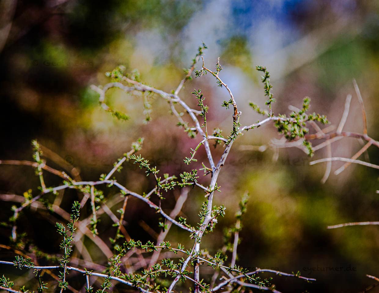 To collect the wild asparagus in Tuscany is rarely possible. This delicacy is precious and rare like truffles / © Photo: Georg Berg