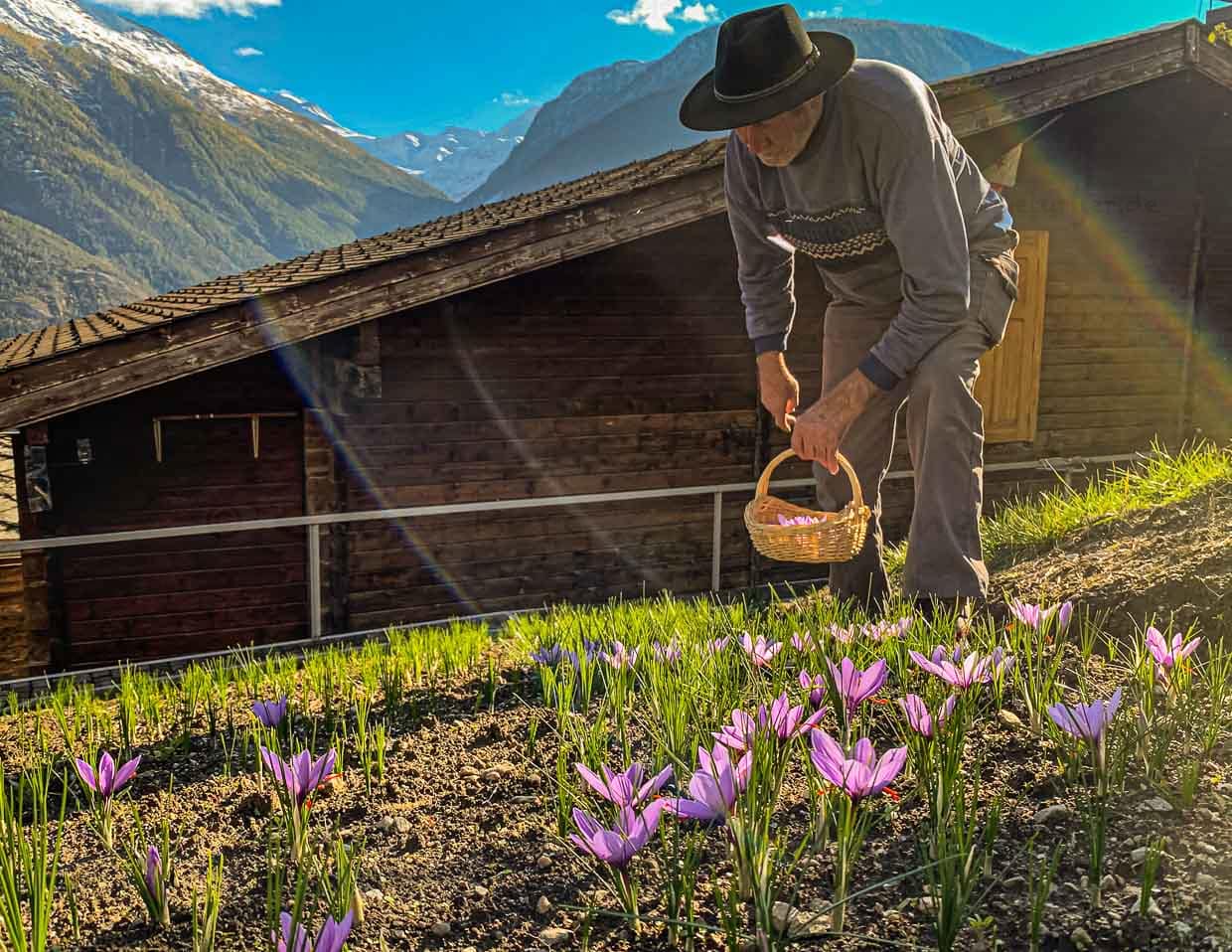Saffron harvest in Switzerland / © Photo: Georg Berg