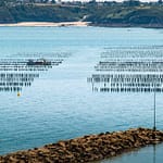 Austernkultur in Pléboulle, Frankreich / © Foto: Georg Berg