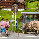Alpabtrieb in Hittisau. Die Jugend holt das Vieh von der Alm und die schönste Kuh wird geschmückt. Das Wartehäuschen auf diesem Foto bekommt keinen Schönheitspreis – aber in der Nachbargemeinde Krumbach gibt es Bushaltestellen in Weltklasse-Architektur! / © Foto: Georg Berg
