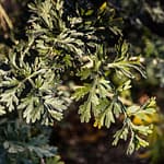 Im Val de Travers gedeiht Wermut besonders gut. Wermut, Anis und Fenchel machen den typischen Geschmack von Absinth aus. Die grüne Farbe kommt vom Chlorophyll des Wermuts sowie von anderen verwendeten Kräutern wie Ysop und Zitronenmelisse / © Foto: Georg Berg