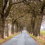 Eichenallee in Mecklenburg-Vorpommern / © Foto: Georg Berg