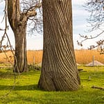 Alte Kastanienalllee (Esskastanien) von Schloss Dyck bei Grevenbroich. Mehr als 214 Bäume wurden in den Jahren 1774 bis 1811 für eine Allee zwischen dem Schloss und dem Nikolaus-Kloster gepflanzt. Es ist vermutlich die älteste und längste noch existierende Kastanienallee in Deutschland / © Foto: Georg Berg
