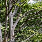 Diese Buchen waren der Grund für die Auszeichnung zum UNESCO Welterbe im Maggia Tal im Tessin, Schweiz / © Foto: Georg Berg