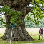 Die Eiche ist über 500 Jahre alt. Ihren Namen hat sie vom Dichter Ambrosius Stub, der gerne an ihrem Stamm Platz nahm und dichtete. Svendborg, Dänemark / © Foto: Georg Berg