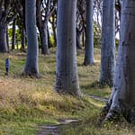 Der Wald Travens Vänge liegt direkt an der Steilküste. Vor hieraus hat man einen guten Blick nach Fünen / © Foto: Georg Berg