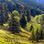Vogesenlandschaft mit lockerem Baumbewuchs / © Foto: Georg Berg