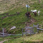 Ziegen an einer Absperrung mit Wanderzeichen in den Vogesen / © Foto: Georg Berg