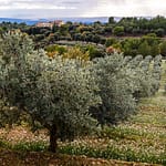 Das Schloss Taurenne auf dem Gelände der Domaine de Taurenne, Aups im Department Var / © Foto: Georg Berg
