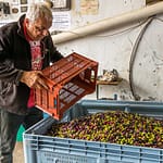 Pressmeister Fabrice Godet aus Draguignan wiegt die Anlieferung frisch geernteter Oliven ab. Ab 300 Kilo bekommt der Kunde das Öl aus seinen eigenen Oliven. Kleinere Mengen werden mit anderen Sorten und Lieferungen gemischt,  Draguignan, Department Var, Provence, Frankreich / © Foto: Georg Berg
