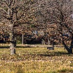 Im Department Var werden für die Trüffelzucht Eichenbäume eingesetzt. Erst nach 10 Jahren können die ersten Trüffel an einem Baum geerntet werden. Im Alter von 20 - 30 Jahren werden die Trüffel kleiner, die an den Wurzeln der Bäume wachsen / © Foto: Georg Berg