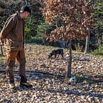 In Frankreich nennt man die oft kreisrunde Stelle in der Nähe eines Baumes (hier Eiche) an der kein Gras wächst, Brullée. Das im Boden wachsende Mycel des kostbaren Speisepilzes verhindert, dass Gras oder andere Pflanzen an der Oberfläche wachsen. Daher ist ein Brullée Anzeiger für Stellen, an denen Trüffel wachsen. Tuber Melanosporum gehört zu den Hexenring bildenden Pilzarten / © Foto: Georg Berg