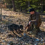 Zu Trüffelspürhunden abgerichtet werden können alle Hunderassen. Trüffelspürhund Manolo zeigt dem „Trufficulteur“ Tangay Demachy eine Fundstelle an. In der Hochsaison arbeiten auf der Domaine de Majestre 5 Trüffelsucher mit ihren Hunden. Sie werden pro Woche und nach Gewicht der Trüffel bezahlt / © Foto: Georg Berg