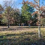 Im Department Var werden für die Trüffelzucht Eichenbäume eingesetzt. Erst nach 10 Jahren können die ersten Trüffel an einem Baum geerntet werden. Im Alter von 20 - 30 Jahren werden die Trüffel kleiner, die an den Wurzeln der Bäume wachsen / © Foto: Georg Berg