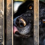 Trüffelspurhund Manolo nach seinem Einsatz / © Foto: Georg Berg