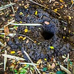 Krabben haben sich im Waldboden eingegraben, um vor den Hashern in Sicherheit zu sein. Man sieht nur ihre Löcher / © Foto: Georg Berg