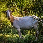 Ziegen finden auf Grenada das beste Futter weil das Land fruchtbar ist und genug Regen fällt. Übrigens sind Gerichte mit Ziegenfleisch auf der Insel eine kulinarische Delikatesse / © Foto: Georg Berg
