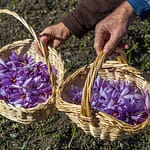 Safran-Blüten werden in kleinen Körbchen gesammelt / © Foto: Georg Berg