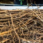 Wirrwarr an Süßholzwurzeln. Auch oberirdisch ist das Süßholz eine struppige Erscheinung. Im Mittelalter war das Süßholz für Bamberg sehr bedeutend und sogar Bestandteil des Stadtwappens / © Foto: Georg Berg