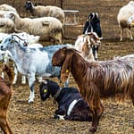 Die Aleppoziege hat markante lange Ohren. In Nordzypern wird sie wegen ihres hohen Milchertrags gehalten / © Foto: Georg Berg