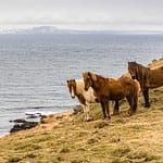 Islandponys müssen in Island Pferd genannt werden / © Foto: Georg Berg