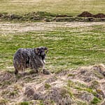 Isländisches Anführerschaf / © Foto: Georg Berg
