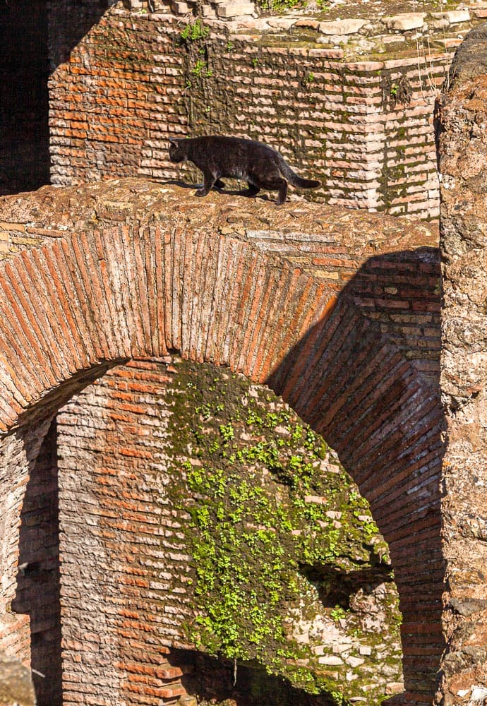 Katze auf einem Mauerbogen im Colosseum in Rom / © Foto: Georg Berg