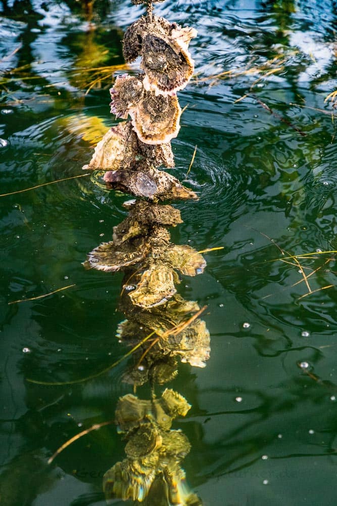 Im warmen Mittelmeerklima und dem nährstoffreichen Wasser des Étang de Thau wachsen die Austern schnell. Die Lagune hat zahlreiche Süßwasserzuflüsse. Deshalb sind das Wasser und auch die Austern hier nicht so salzig wie direkt im Mittelmeer / © Foto: Georg Berg